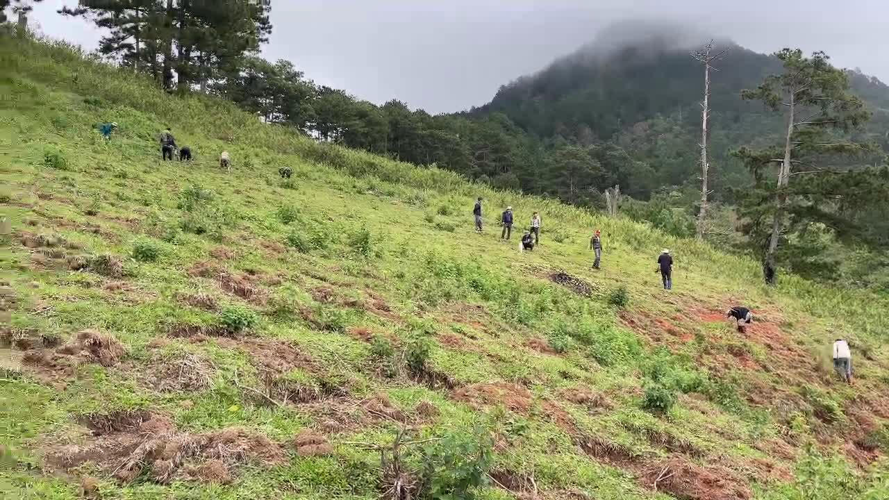 Trồng gần 4.000 cây thông khôi phục rừng tại Vườn quốc gia Bidoup - Núi Bà 