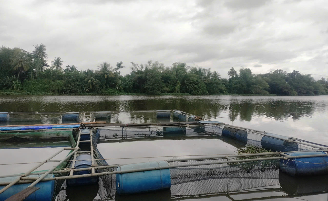 Người dân lồng bè hạ du hồ Phú Ninh tất bật “chạy lũ” trước bão số 12