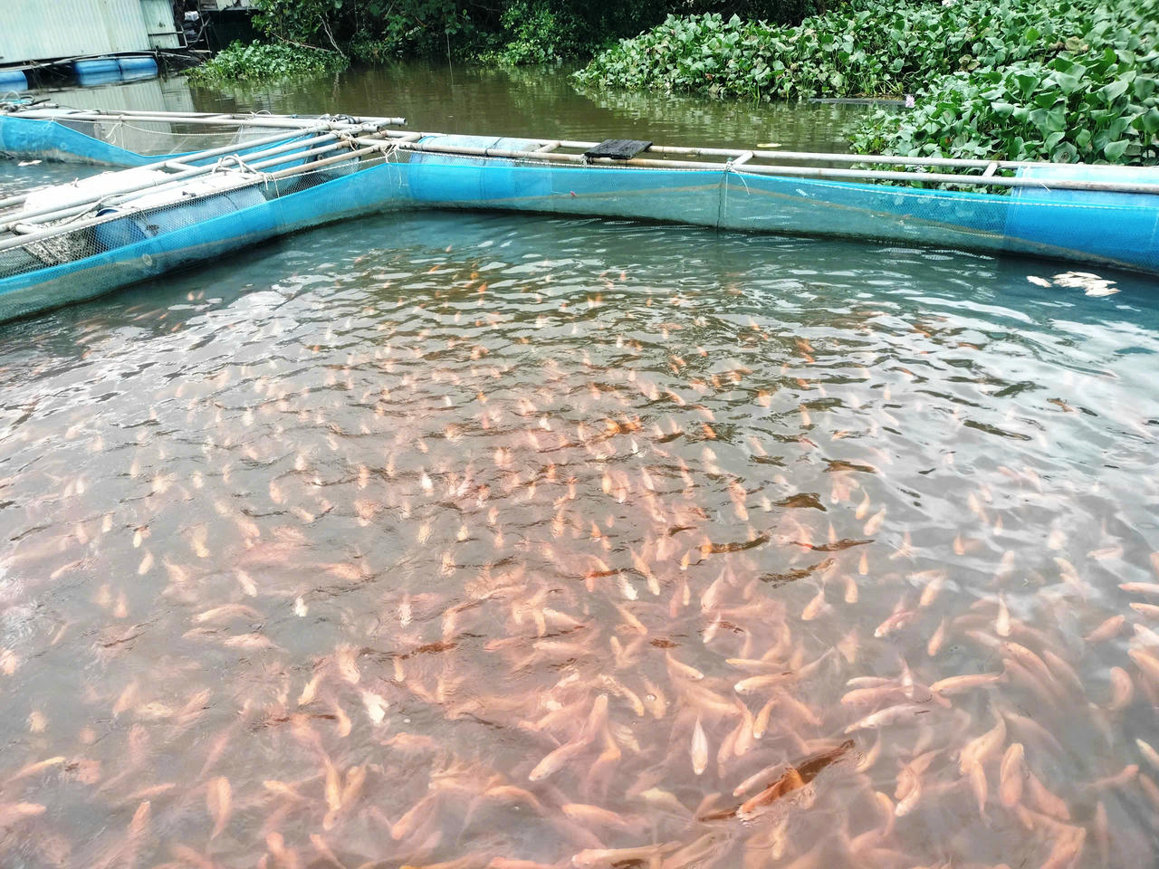 Người dân lồng bè hạ du hồ Phú Ninh tất bật “chạy lũ” trước bão số 12