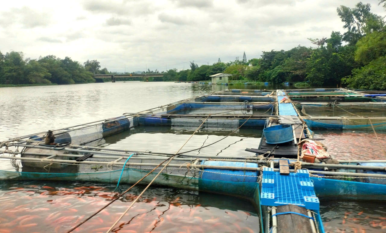 Người dân lồng bè hạ du hồ Phú Ninh tất bật “chạy lũ” trước bão số 12
