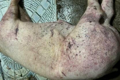 Khởi tố ổ nhóm tuồn lợn chết do dịch vào chợ dân sinh Hà Nội