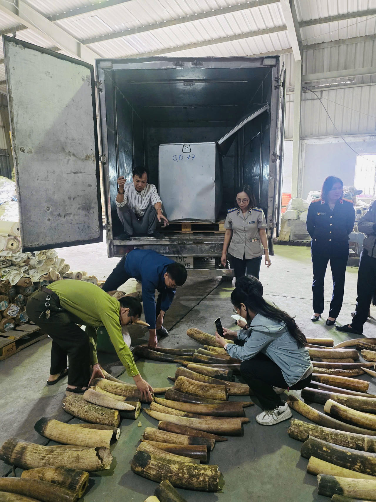 Lực lượng chức năng TP Hải Phòng kiểm đếm, giám sát quá trình tiêu hủy 615kg ngà voi nhập lậu