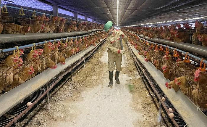 Nâng tầm sức mạnh kinh tế trang trại