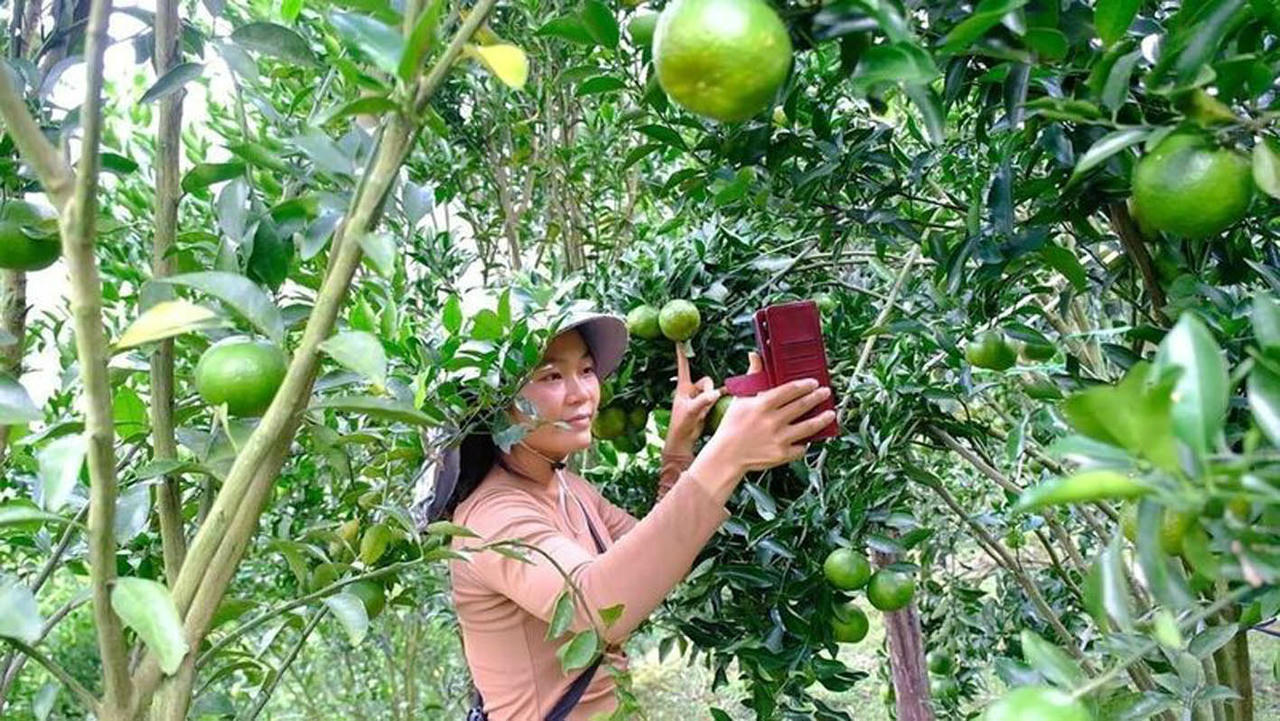 Chị Sần Thị Bích sử dụng mạng xã hội để livestream giới thiệu sản phẩm quýt của gia đình. (Ảnh: Ngân Hà)