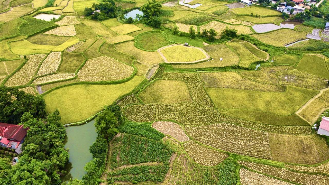 Nông nghiệp tỉnh Tuyên Quang phát triển ổn định. (Ảnh: Lê Hanh). 
