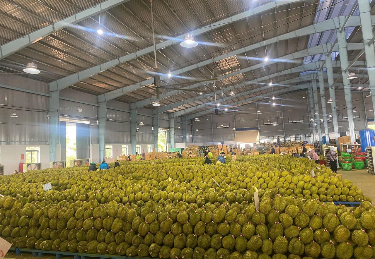 Đắk Lắk kiến nghị khơi thông đầu ra cho sầu riêng