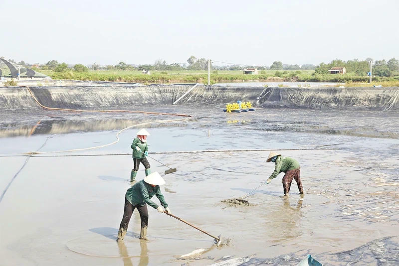 Chủ tịch UBND tỉnh Thanh Hóa chỉ đạo xử lý dứt điểm tình trạng nuôi tôm trái phép. (Ảnh minh họa)