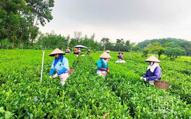 Tín dụng chính sách - 'chìa khóa' then chốt cho công cuộc giảm nghèo ở Thái Nguyên