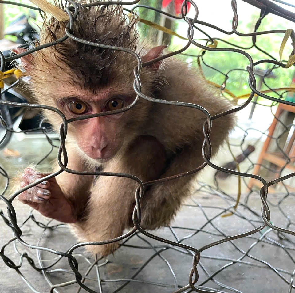 Cá thể khỉ đuôi lợn quý hiếm do ông Hồ Văn Dương tự nguyện giao nộp sáng nay 27/10.