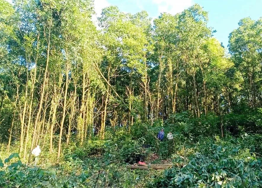 Khai thác diện tích rừng được cấp chứng chỉ quản lý rừng bền vững (FSC)