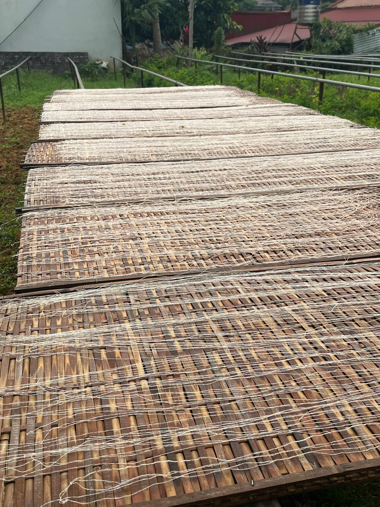 Miến sau khi ép sợi được phơi khô.