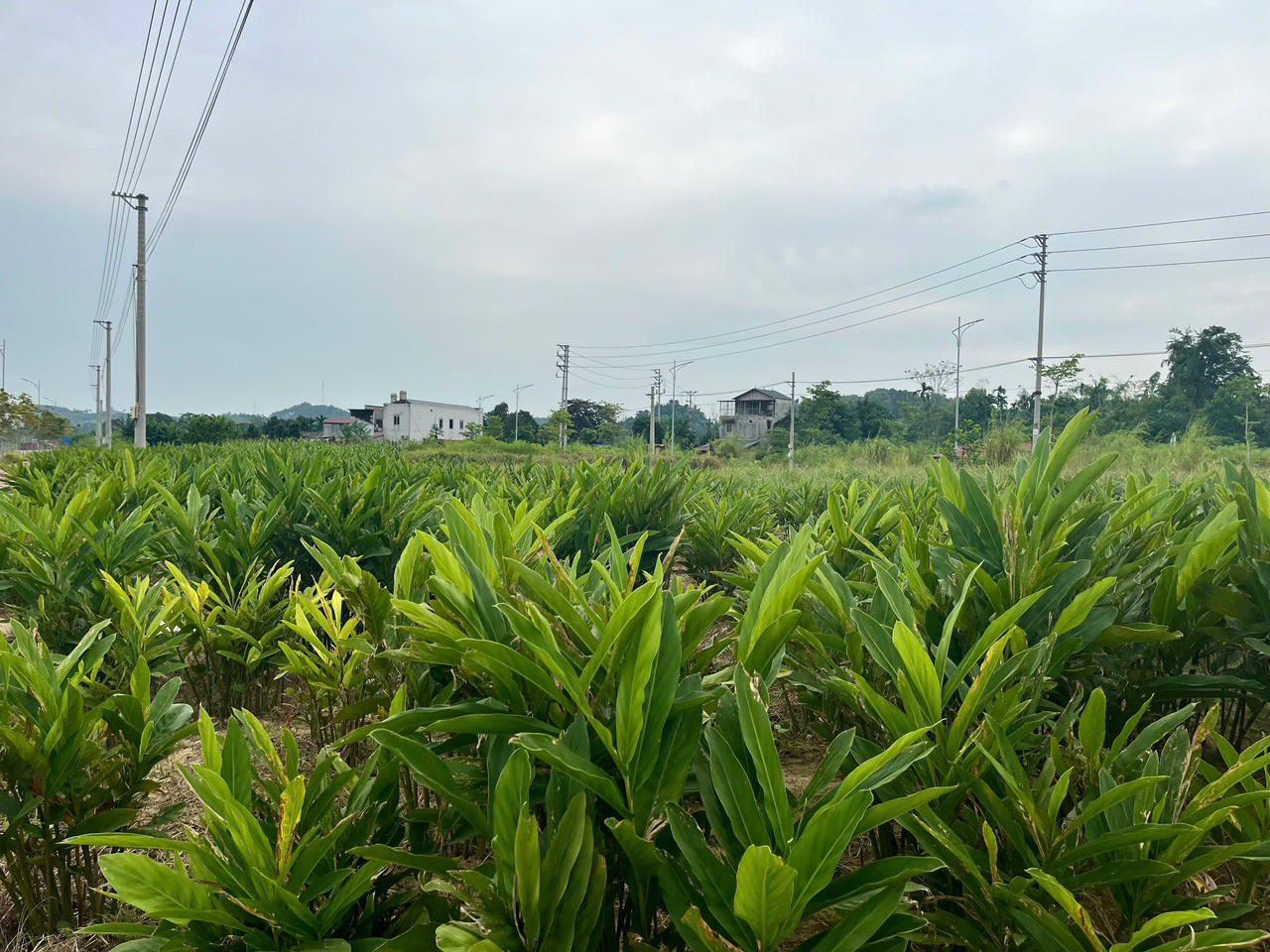 Cánh đồng trồng dong riềng tại Âu Lâu.