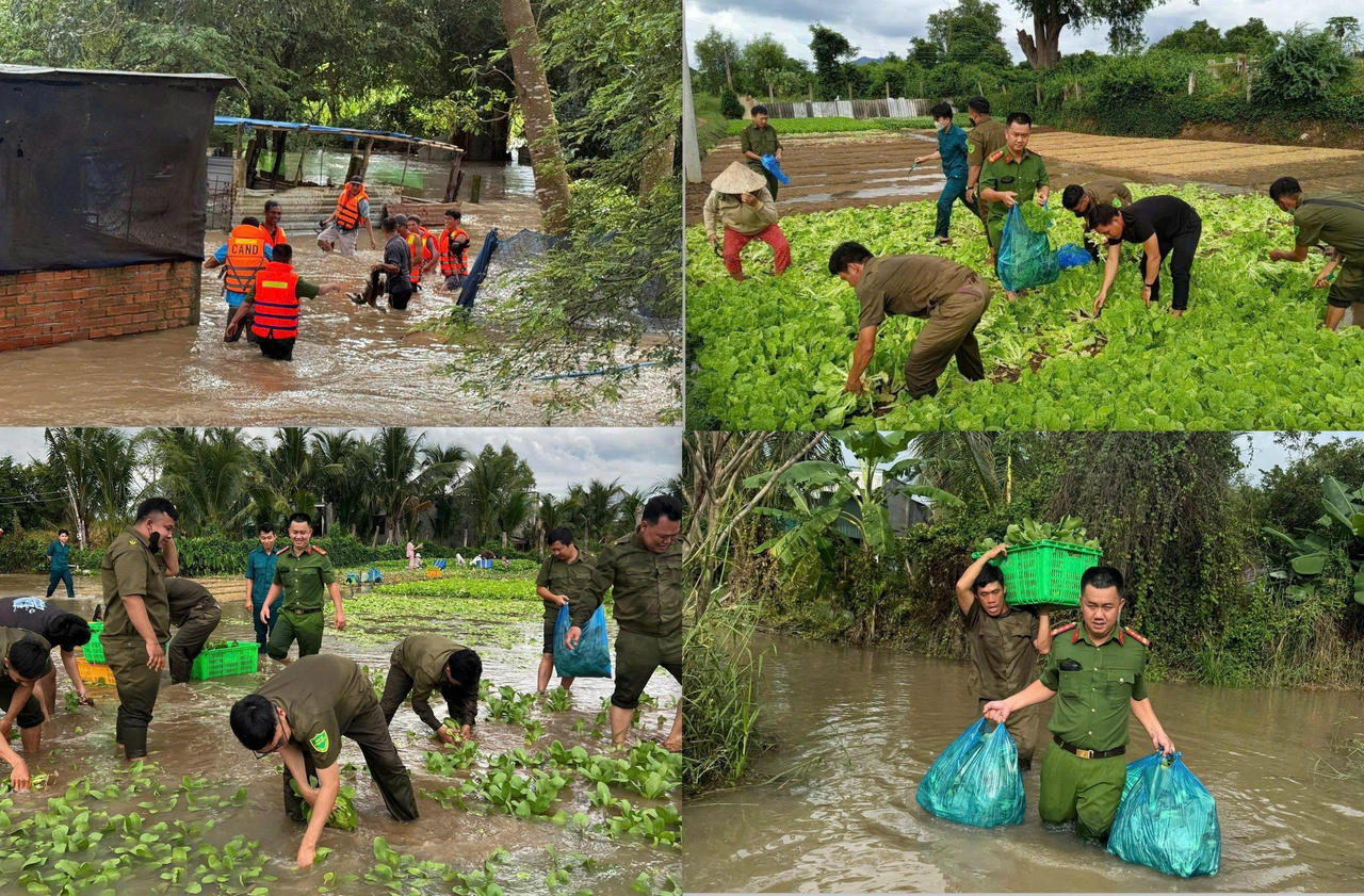 Lực lượng Công an tại phường Hàm Thắng thu hoạch nông sản giúp người dân.