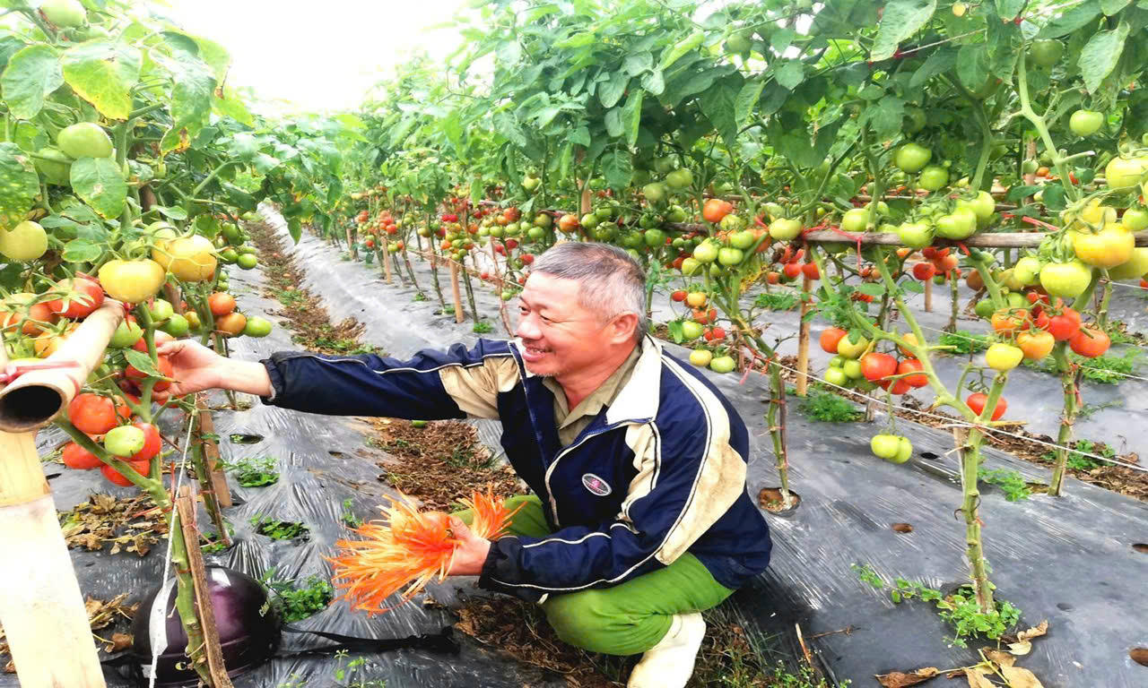 Vùng đồng bằng ven biển Diễn Châu đổi thay nhờ nguồn vốn tín dụng chính sách