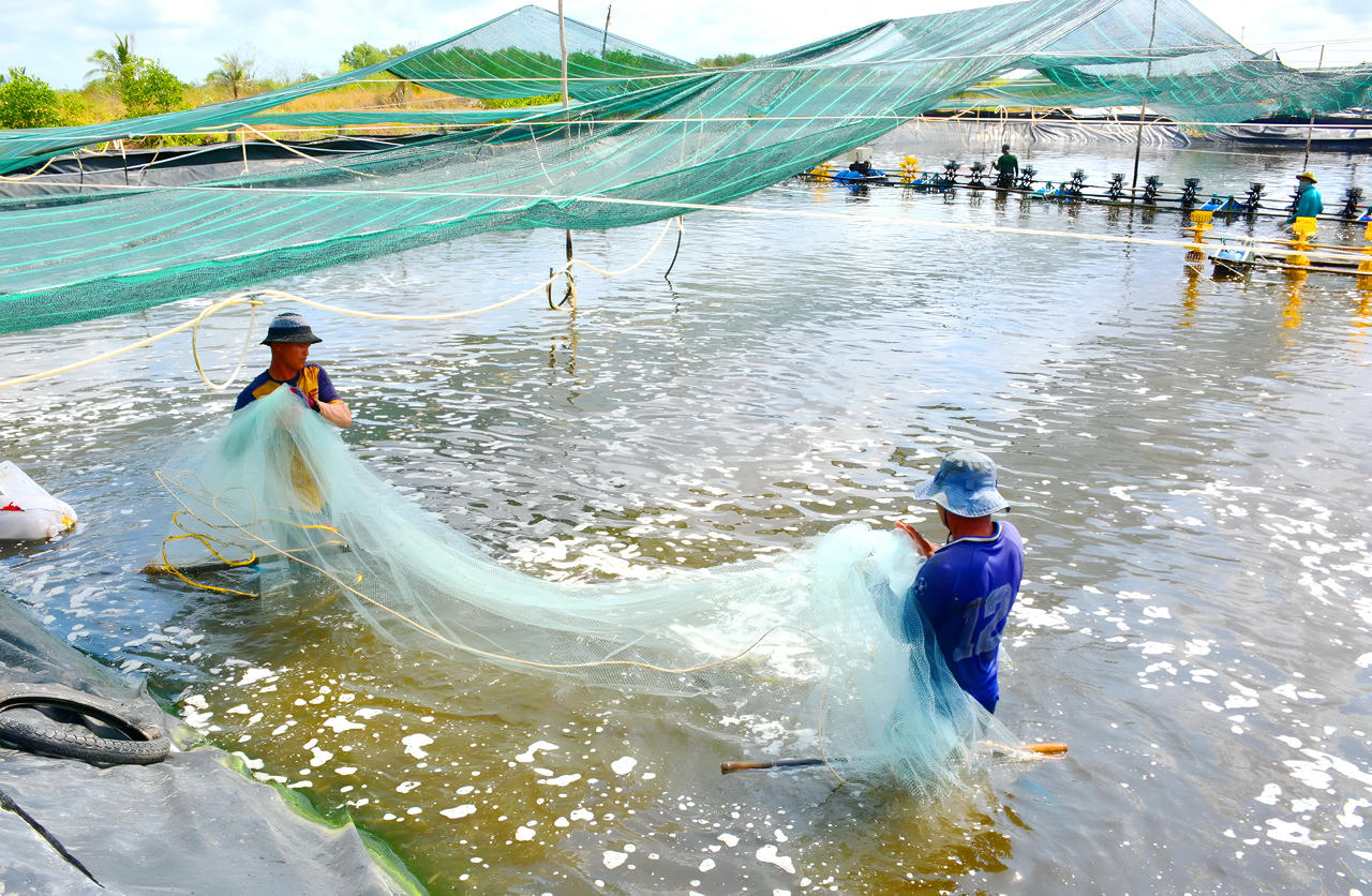 Cà Mau nhân rộng mô hình nuôi tôm thẻ chân trắng siêu thâm canh tuần hoàn (RAS-IMTA) quy mô 1.500ha, khẳng định vai trò tiên phong trong phát triển kinh tế biển, nông nghiệp xanh, hướng tới mục tiêu trở thành “thủ phủ tôm” của Việt Nam.
