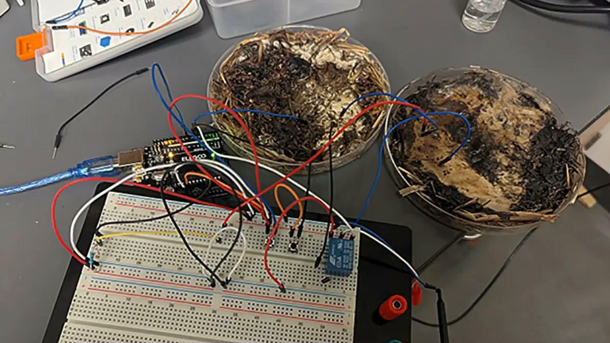 Nấm ăn có thể lưu trữ dữ liệu kỹ thuật số 