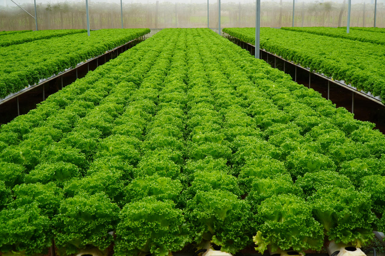 Saigon Co.op – Hạt nhân kết nối chuỗi giá trị nông sản Việt  