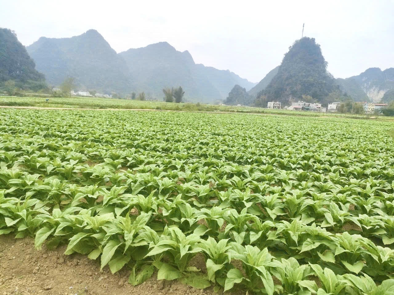 Lĩnh vực nông nghiệp tại xã Đình Phong vượt so với kế hoạch đề ra của năm 2025. (Ảnh: Lê Hanh)