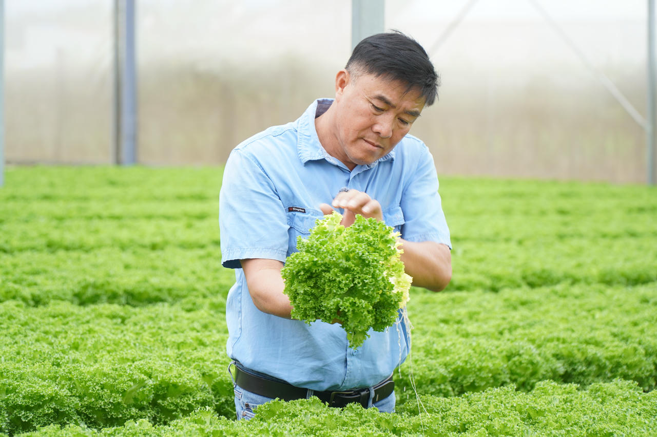 Ông Nguyễn Hồng Phong - Giám đốc Công ty TNHH SXTM Nông sản Phong Thúy kiểm tra tại vườn rau thuỷ canh