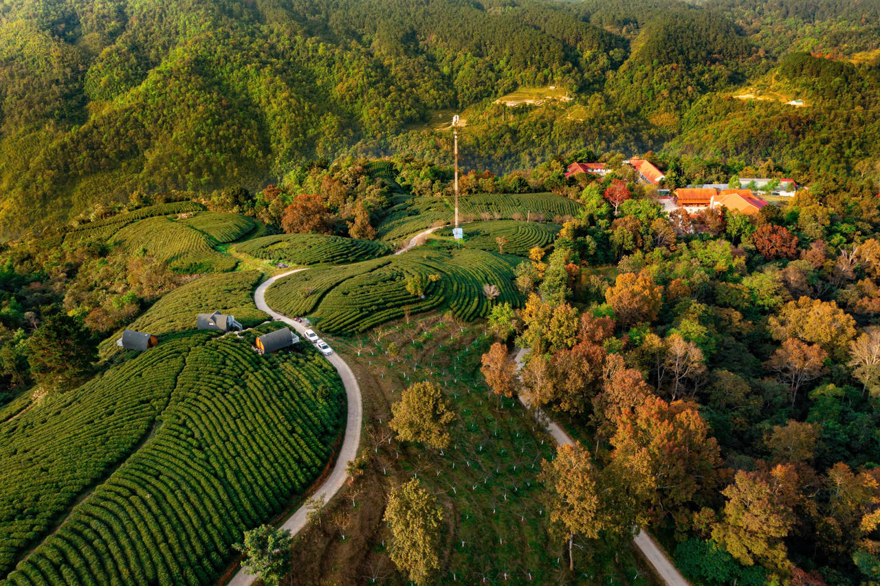 Lạc giữa “vườn trên mây” Kolia (Cao Bằng): Nơi thời gian dừng lại trên những đồi chè xanh