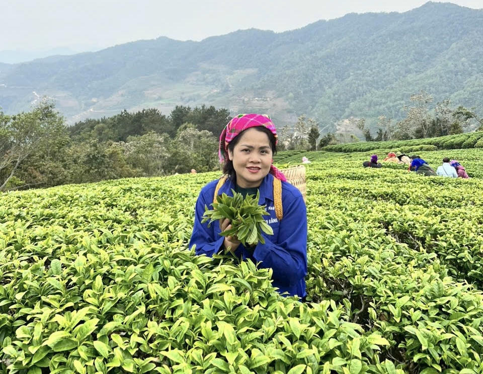 Đến Kolia du khách được trải nghiệm hái chè cùng người dân. (Ảnh: Lê Hanh)