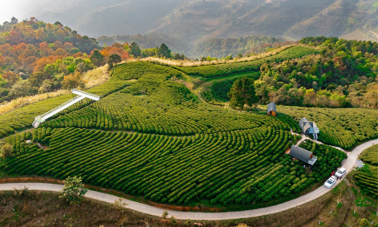 Đồi chè tại khu du lịch Kolia nhìn từ trên cao như một bức tranh. (Ảnh: Sơn Tùng)