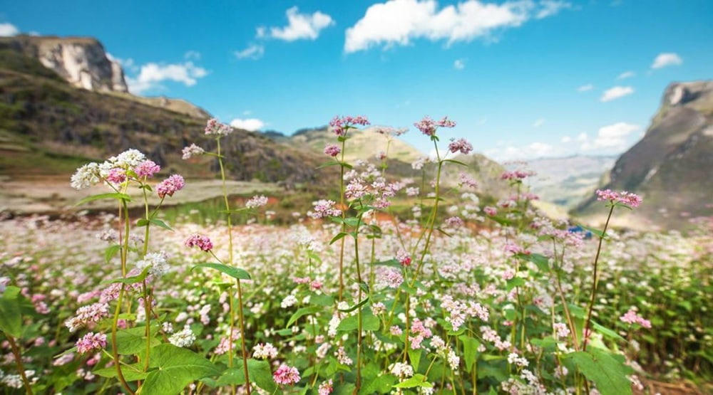 Giữa cái lạnh của miền biên viễn, những bông hoa nhỏ bé vẫn kiêu hãnh khoe sắc.