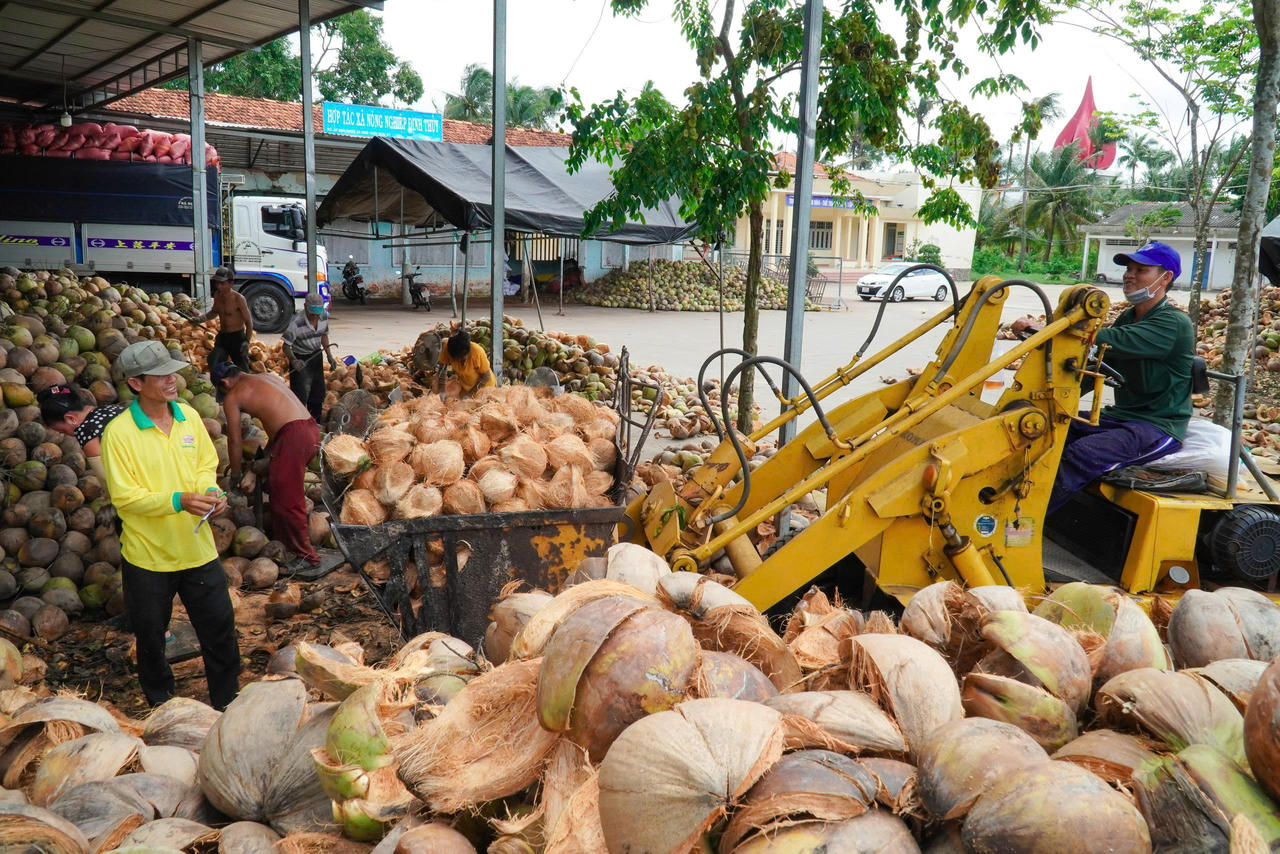 ĐBSCL nói chung và ở Vĩnh Long có sản lượng dừa rất lớn.