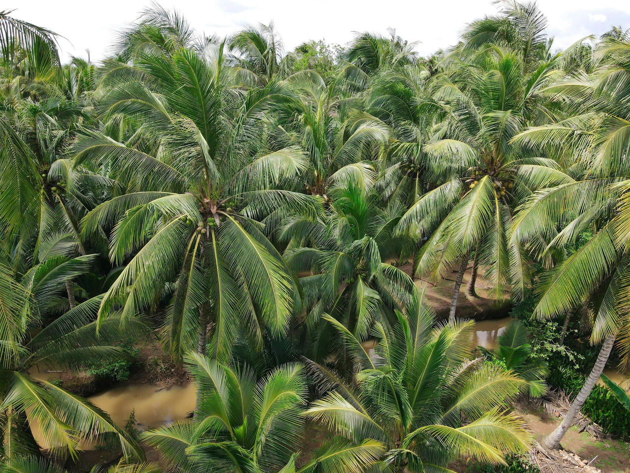 Vĩnh Long được mệnh danh là “thủ phủ” dừa.