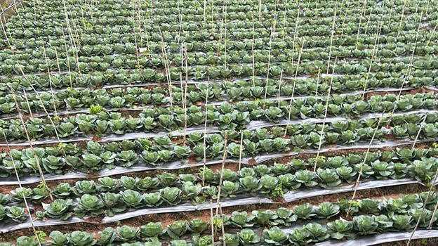 Ứng dụng thực tế ống nhựa Ströman trong hệ thống tưới
tiêu, minh chứng cho chất lượng 

và tính bền vững