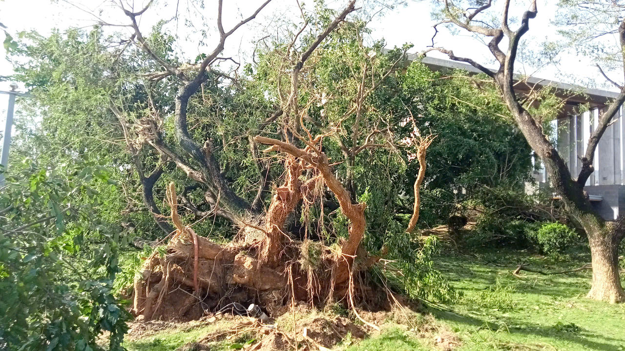 Một cây lớn trong khuôn viên Trung tâm Hội nghị tỉnh Gia Lai bật gốc do bão số 13.