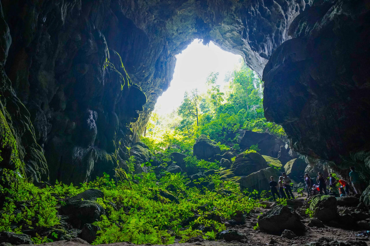 Thảm thực vật sinh sôi xanh tốt bên trong hang Voi ở Phong Nha - Kẻ Bàng. Ảnh: Jungle Boss Tours