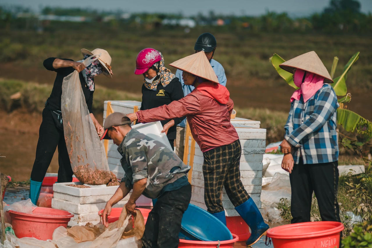 Nông dân Hải Phòng thu hoạch rươi. (Ảnh: Phong Minh)