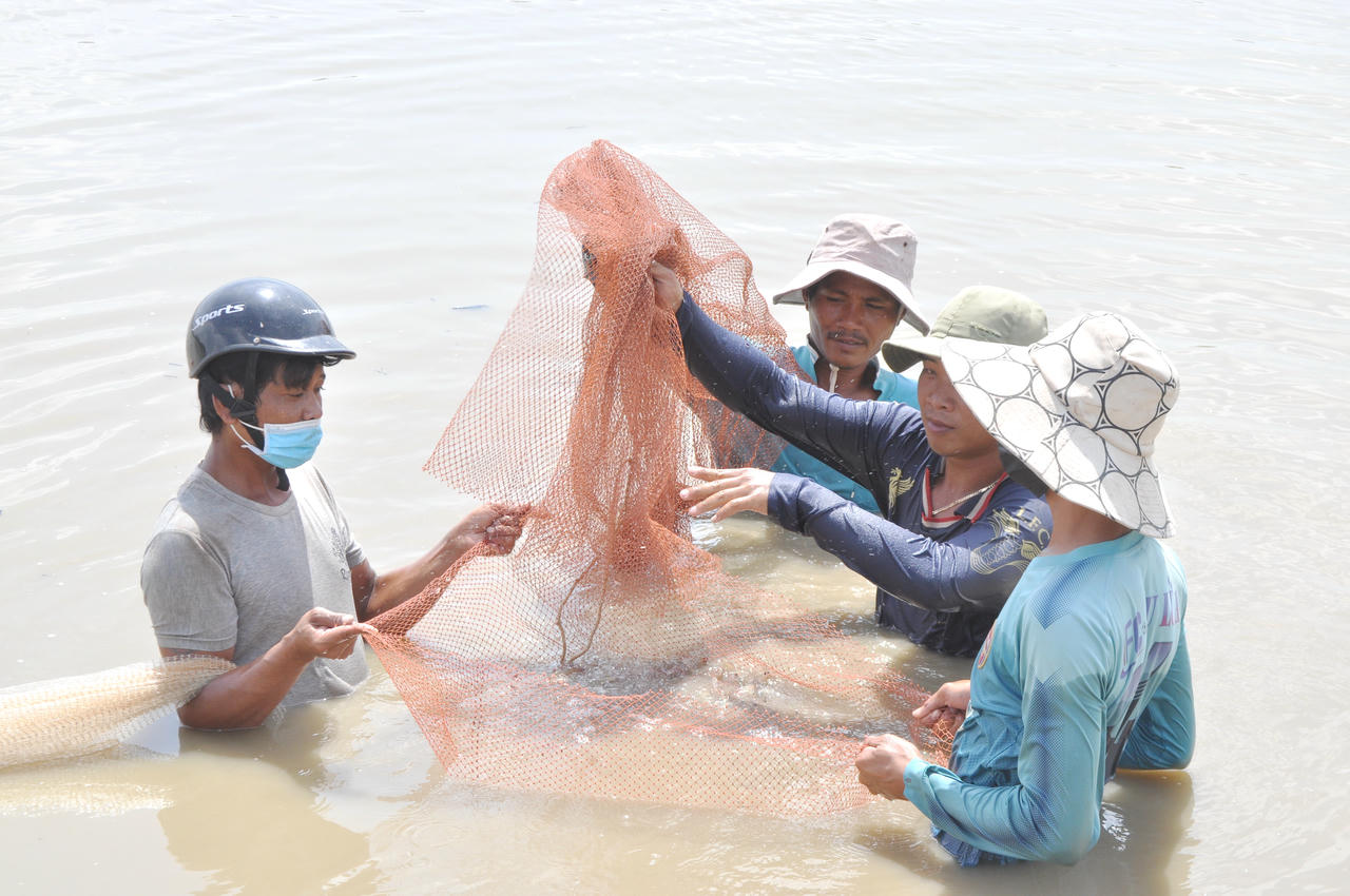 Mô hình nuôi tôm giúp người dân ở Cà Mau có nguồn thu nhập ổn định, vươn lên thoát nghèo.