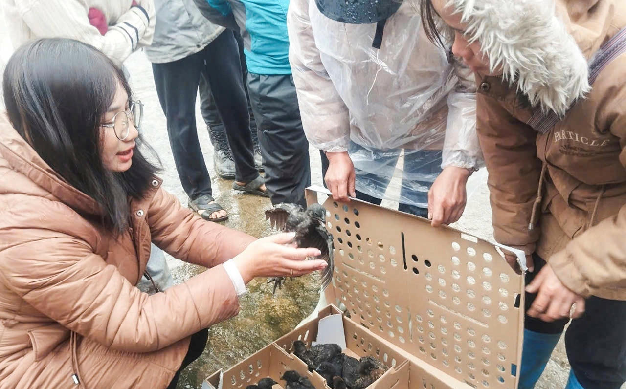 Cấp gà đen thương phẩm hỗ trợ sinh kế cho đồng bào vùng biên Y Tý