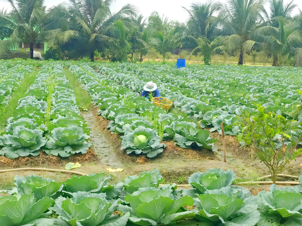 Cà Mau hỗ trợ xây dựng, nhân rộng mô hình giảm nghèo gắn với phát triển sản xuất, tạo sinh kế bền vững; phấn đấu 80% lao động nghèo được hỗ trợ nâng cao năng lực sản xuất...