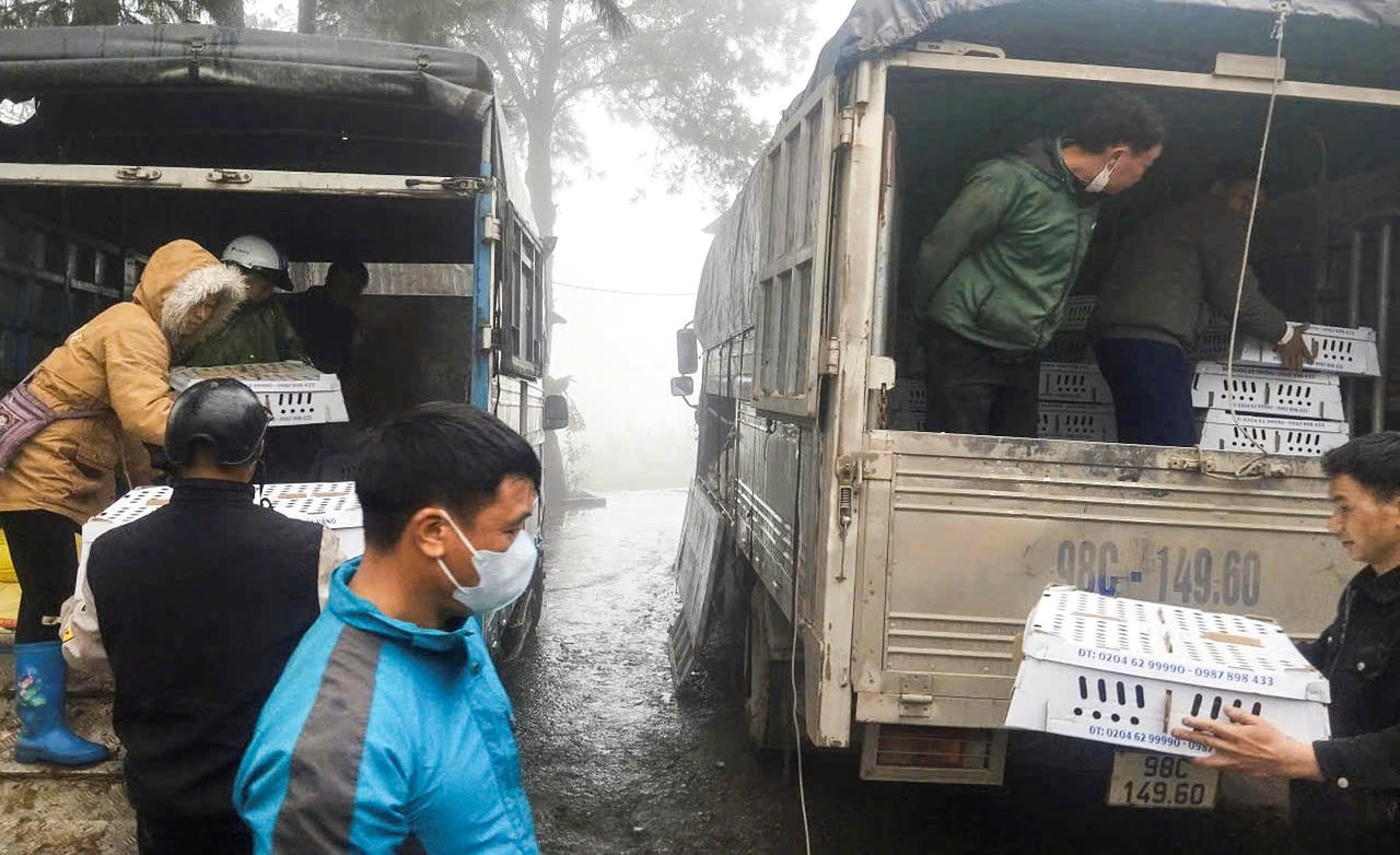 Các hộ dân nhận con giống