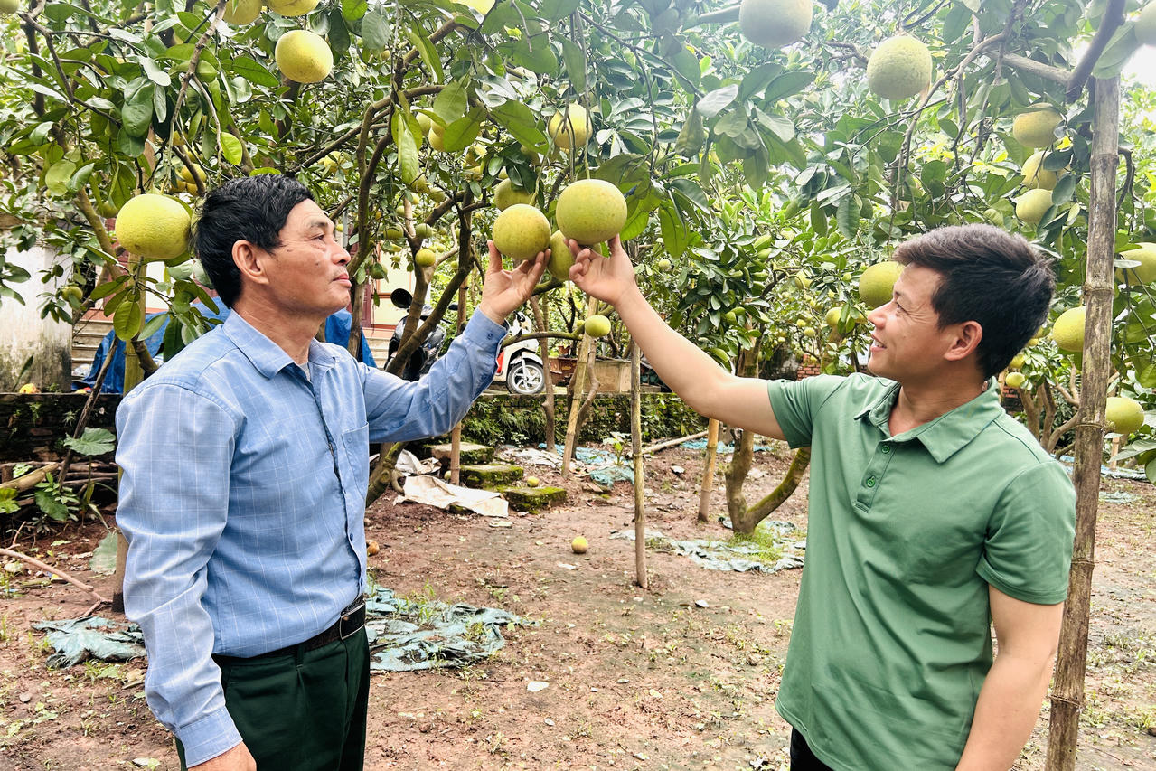 Ngọt thơm trái bưởi Quế Dương