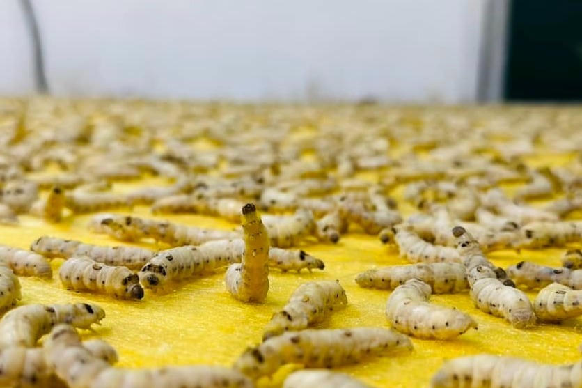 Công nghệ "con tằm tự dệt" đã tạo ra nhiều bước tiến mới trong chất lượng, quy trình sản xuất các sản phẩm từ tơ tằm của công ty TNHH Dâu tằm tơ Mỹ Đức (Hà Nội). 