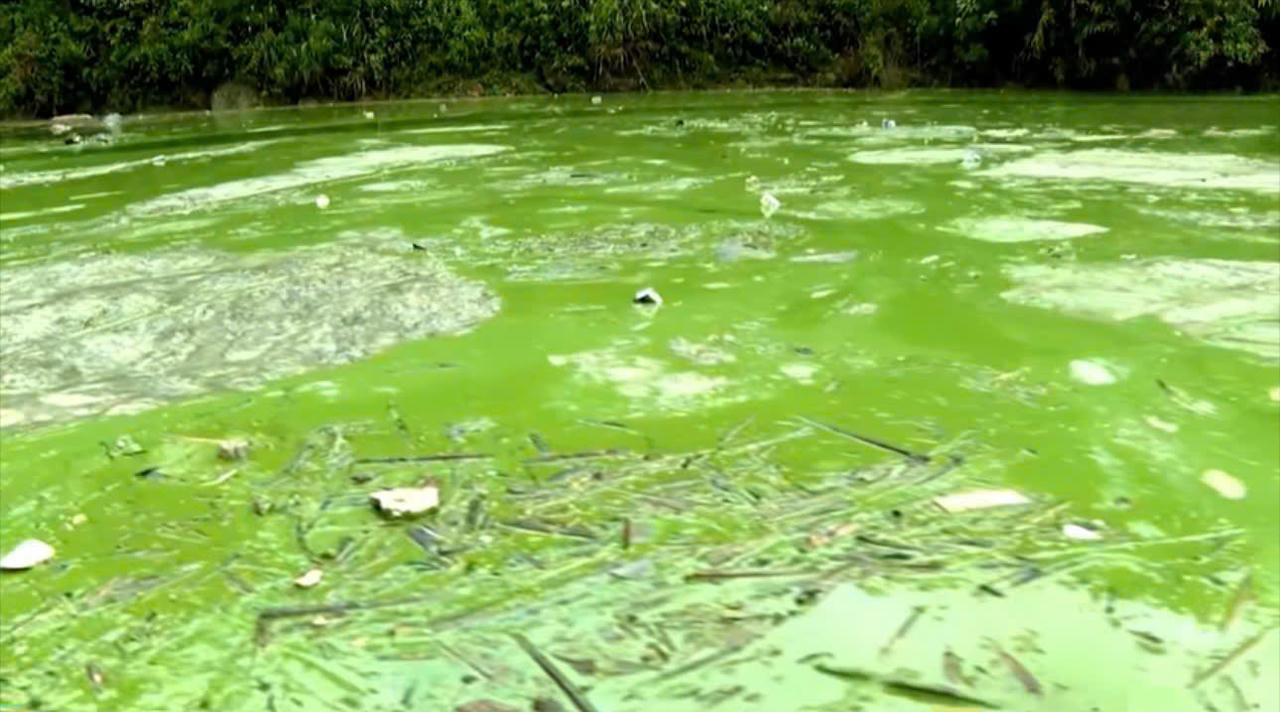 Nước hồ đổi màu, bốc mùi tanh hôi.