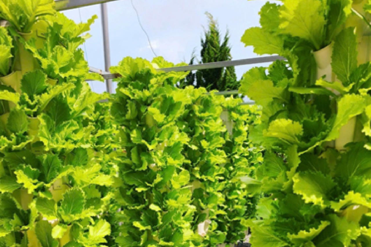 Nông sản sạch - nhu cầu bức thiết của bữa ăn hiện đại. (Ảnh: ĐVCC)