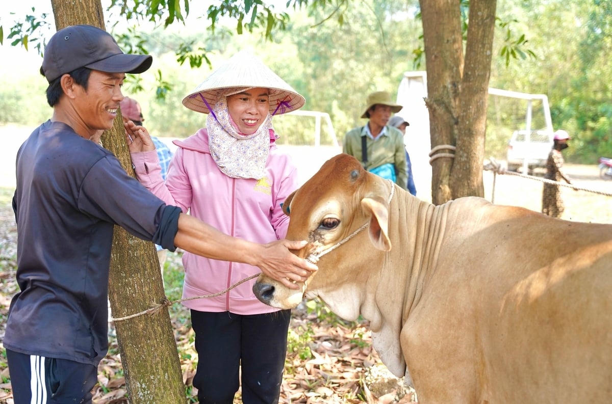 Các mô hình sản xuất như chăn nuôi bò, lợn, gà... đã giúp người dân vươn lên thoát nghèo bền vững.