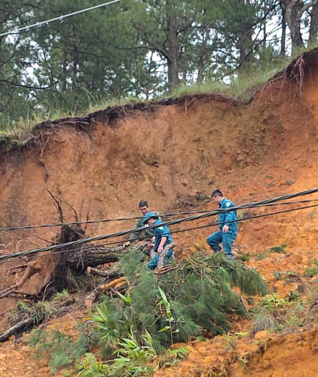 Nhiều cây thông cùng đất đá sạt lở sau mưa lớn nhiều ngày.