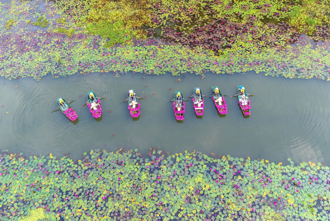 Hàng trăm chiếc thuyền được trang trí hình hoa súng khổng lồ sẽ lướt qua các hang Cả, hang Hai, hang Ba – tạo thành một sân khấu sống động ngay trên mặt nước.