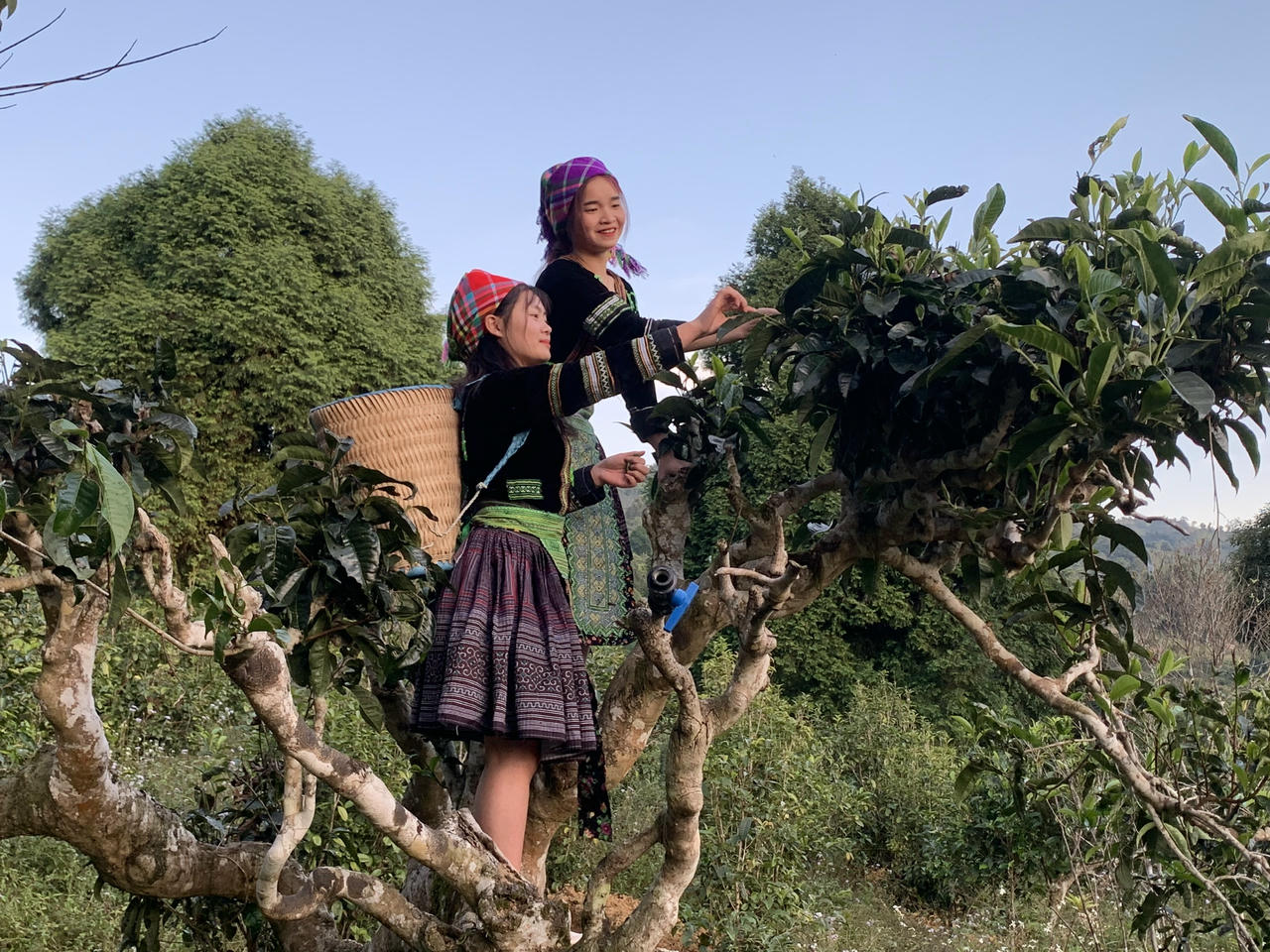 Những cây trà Shan tuyết cổ thụ mọc tự nhiên được người dân bản xứ thu hái bằng phương pháp truyền thống.