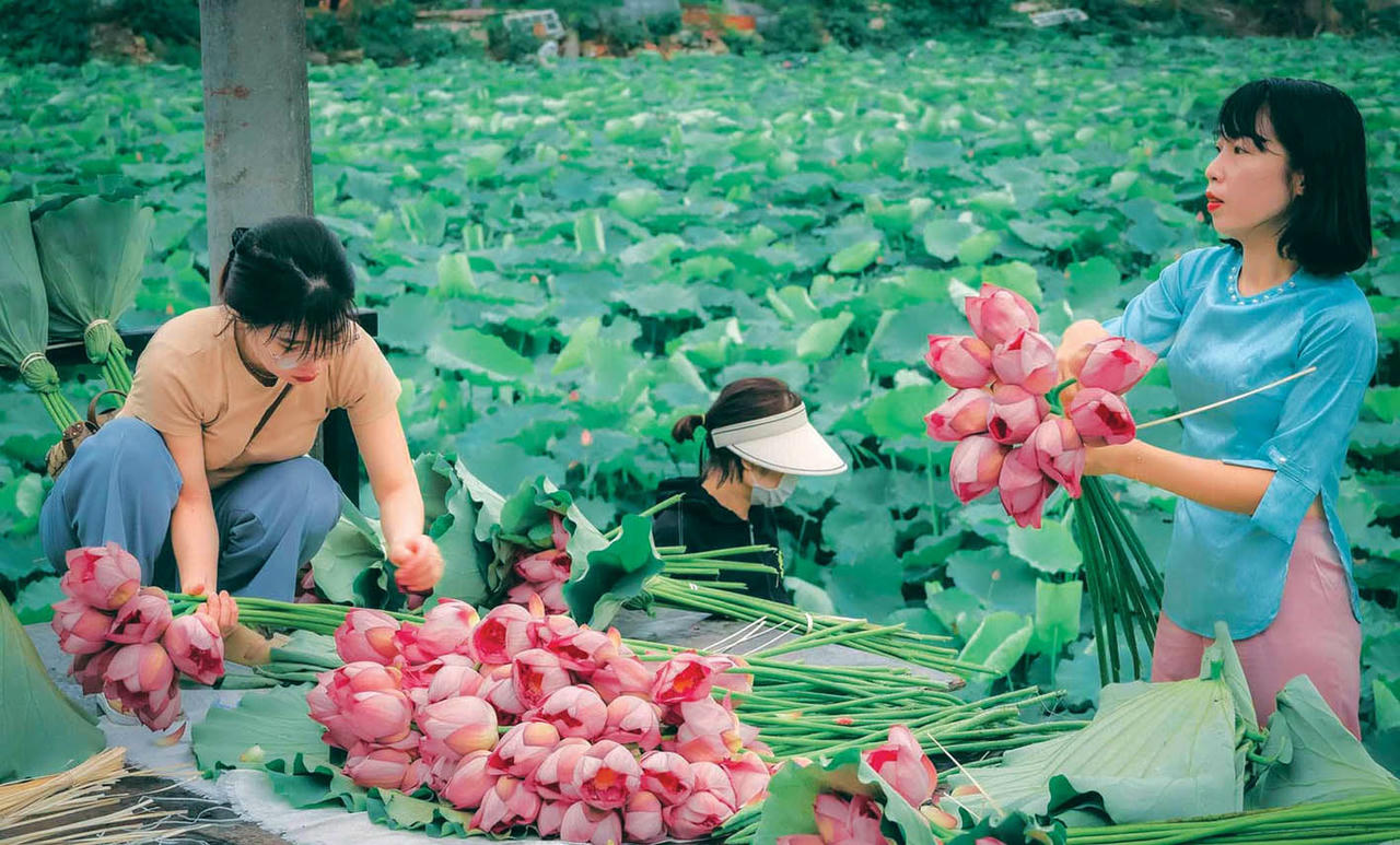 Người dân vùng đất Thăng Long đã tự hào về sen Bách Diệp ở Tây Hồ với bông hoa lớn, hương thơm không đâu sánh bằng. (Ảnh: Vương Lộc)
