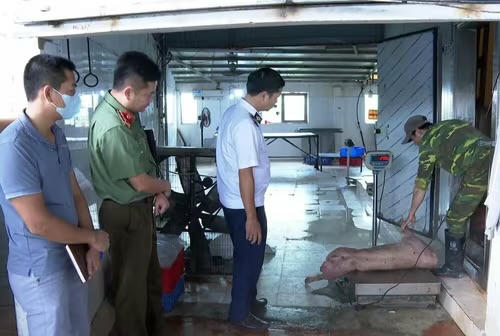 Các đơn vị chức năng kiểm tra lấy mẫu xét nghiệm lợn nghi nhiễm tả lợn châu Phi. 