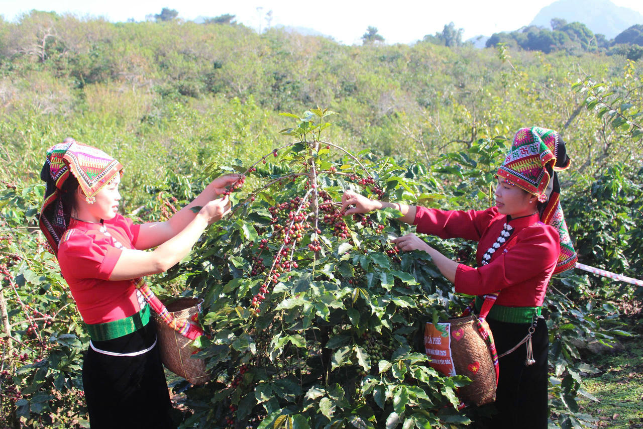 Mùa thu hoạch cà phê ở Sơn La.