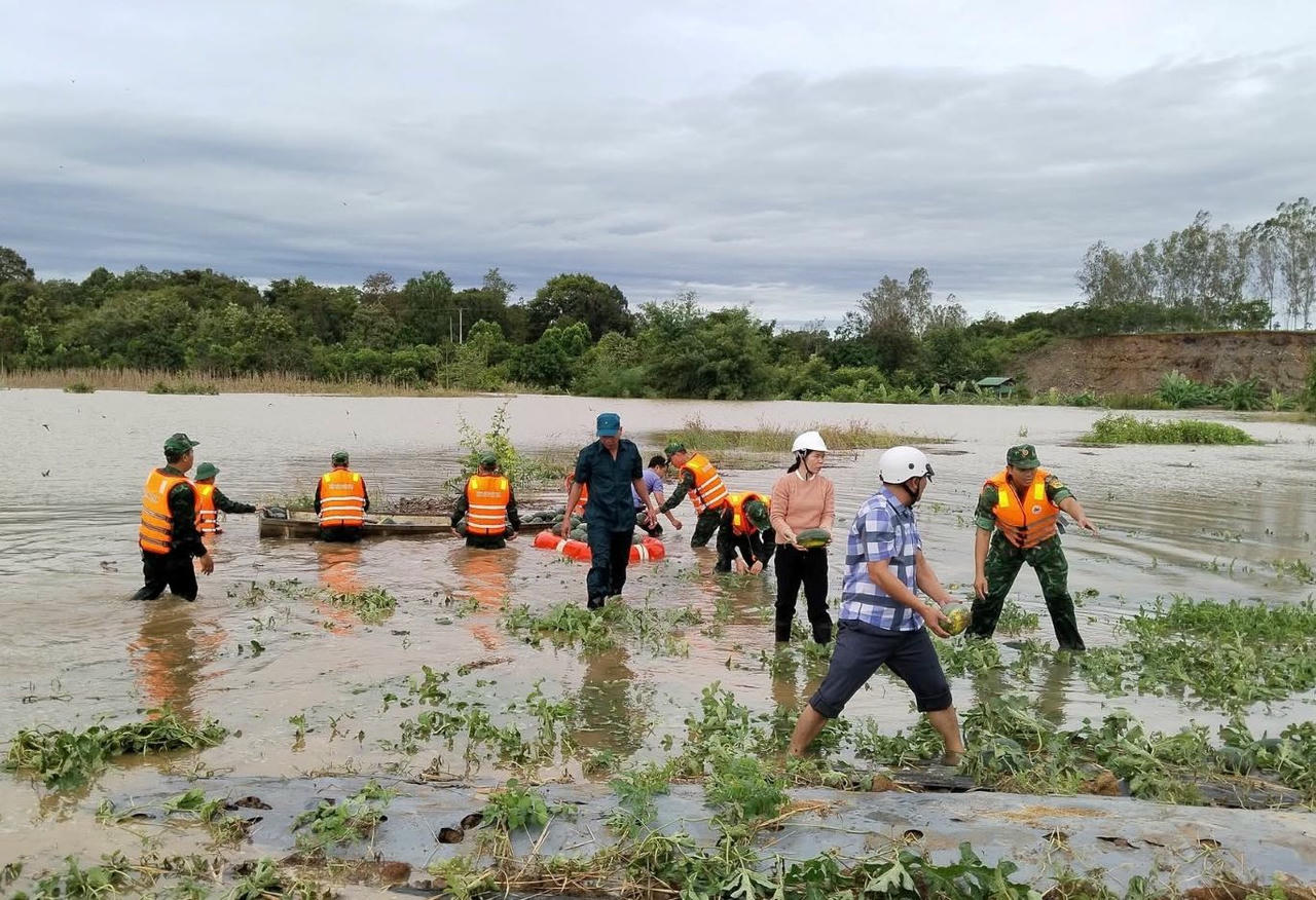 Lực lượng cứu hộ cứu nạn cùng nông dân thu hoạch nông sản tại xã Buôn Đôn
