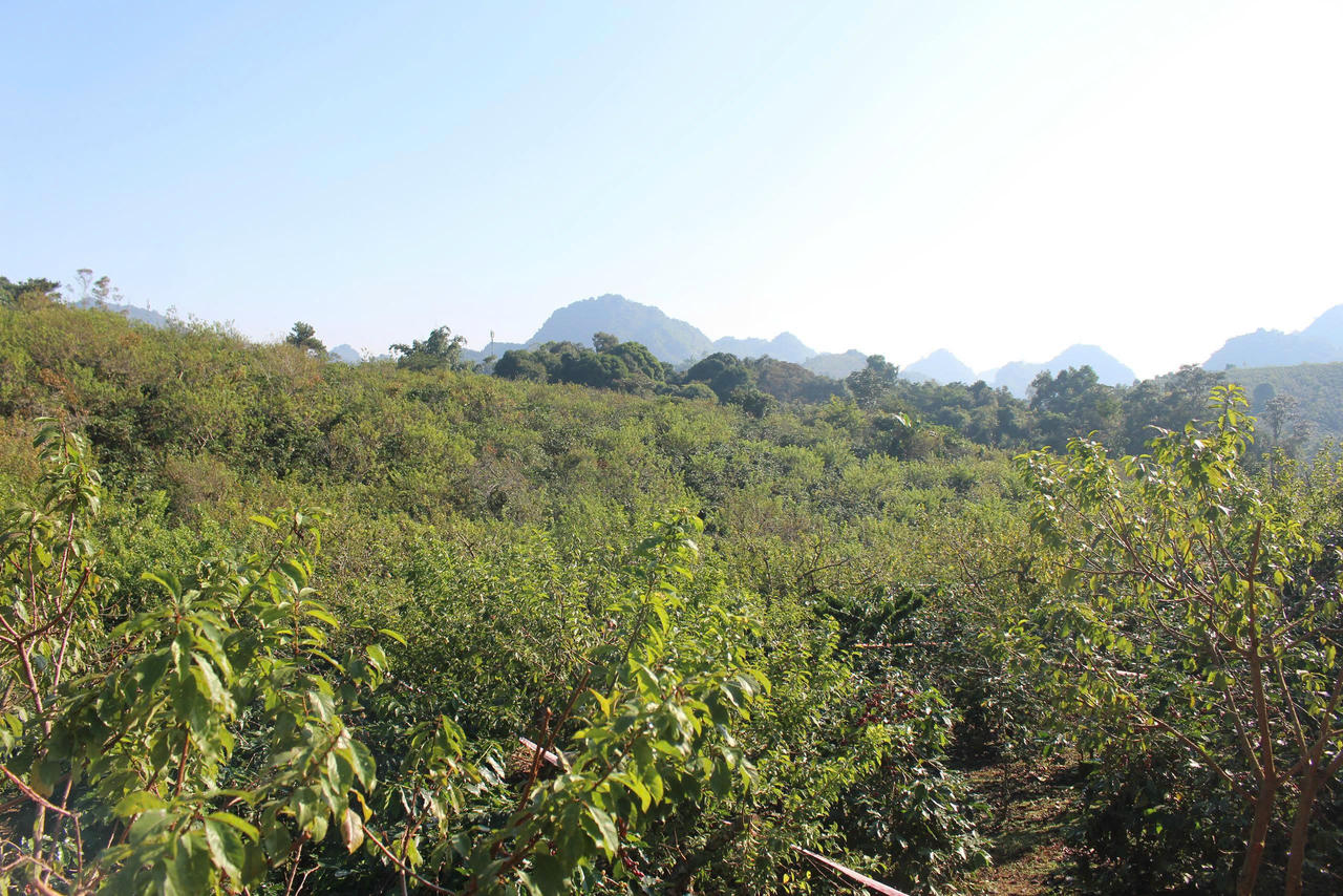 Sơn La hiện là địa phương có diện tích cà phê Arabica lớn của cả nước.